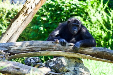 Black chimpanzee monkey rests its arm on a fallen tree trunk while perched in front of a tall tree