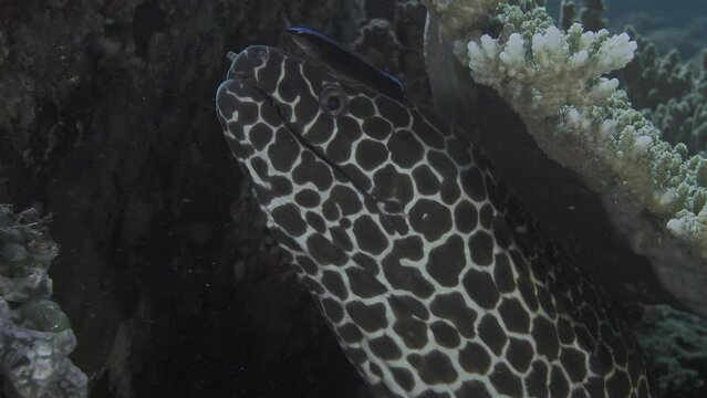 Honeycomb Moray (Gymnothorax favagineus) sits between stone and coral with its mouth open and Bluestreak Cleaner (Wrasse Labroides dimidiatus) cleans it by boldly getting into its mouth.
