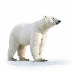 Obraz na płótnie Canvas Polar Bear (Ursus maritimus) standing on ice floe, looking distance
