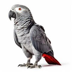 Obraz premium African Grey Parrot (Psittacus erithacus) sitting, looking to the side