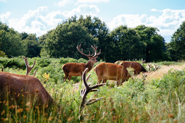 A herd of deers grazing on lush green field