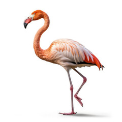 Fototapeta na wymiar Flamingo (Phoenicopterus roseus) standing on one leg, looking to the side