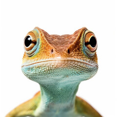 Fototapeta premium Anole Lizard (Anolis carolinensis) standing, looking at camera