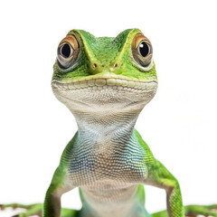 Anole Lizard (Anolis carolinensis) standing, looking at camera - obrazy, fototapety, plakaty