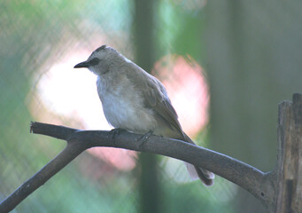 Bird on branch, The yellow vented bulbul, Pycnonotus goiavier, or eastern yellow vented bulbul, is a member of the bulbul family of passerine birds