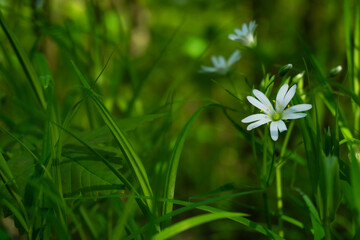 biały kwiat na zielonym tle 