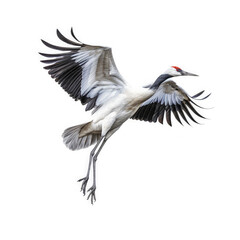 Crane (Grus grus) in mid-flight, wings spread wide