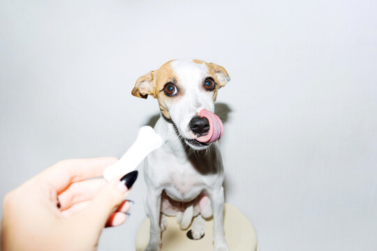Flash Photo Dog Licking It's Snout On A Treat