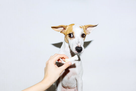 Direct Flash Photo Of Funny Dog Sniffing A Treat