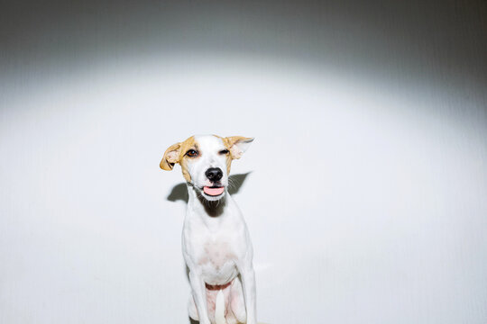 Dog Winking And Showing Tongue