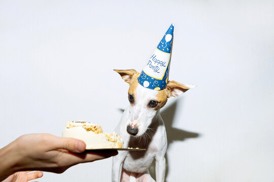 Confused Dog Looking At A Destroyed Birthday Cake