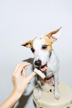 Excited Dog Dropping A Treat From The Mouth