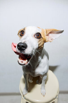 Excited Dog With Open Mouth