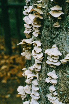Forest Mushrooms 2