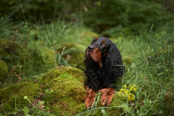 Dog in the green forest. Gordon setter in nature. Pet in natural environment