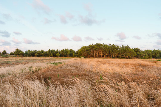 Field view in Ode