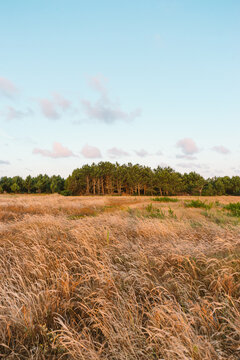 Field view in Ode