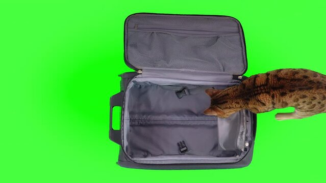 Top-down view of Bengal getting into an empty suitcase on green screen isolated with choma key. Cat standing looking around, then gets out of the suitcase and runs away