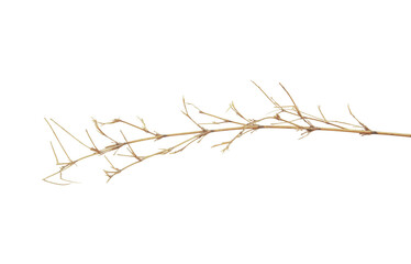 Branch of Bambo tree isolated on transparent background.