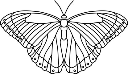 Obraz na płótnie Canvas Flight Butterfly Outline Illustration Vector