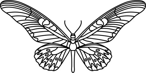 Moth Butterfly Outline Illustration Vector