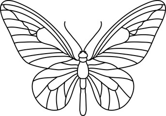 Insect Butterfly Outline Illustration Vector