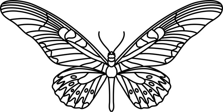 Moth Butterfly Outline Illustration Vector