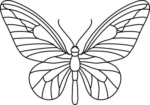 Insect Butterfly Outline Illustration Vector