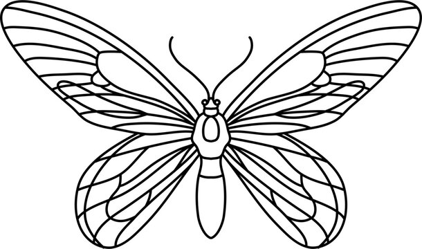 Flying Butterfly Outline Illustration Vector