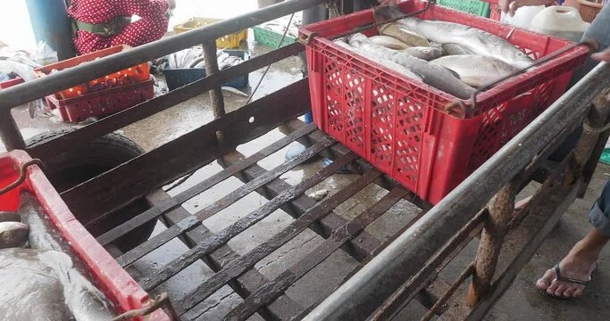 close up of fishers weighing plastic crate filled with fishes and loading it into the motorbike trailer 