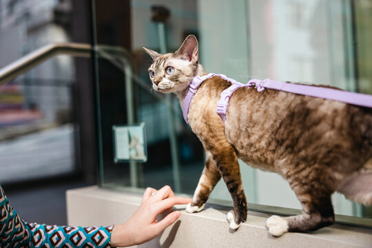 A Devon Rex cat