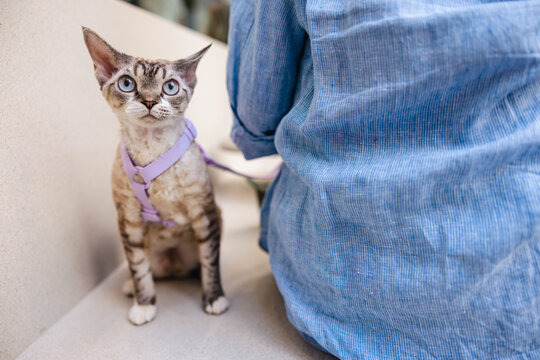 A Devon Rex cat