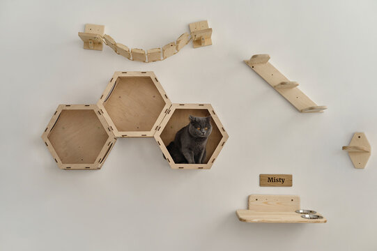 cat's climbing ladders