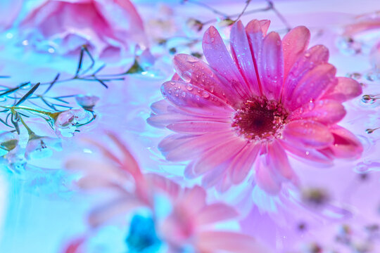 Clear water with beautiful pink flowers, close-up.