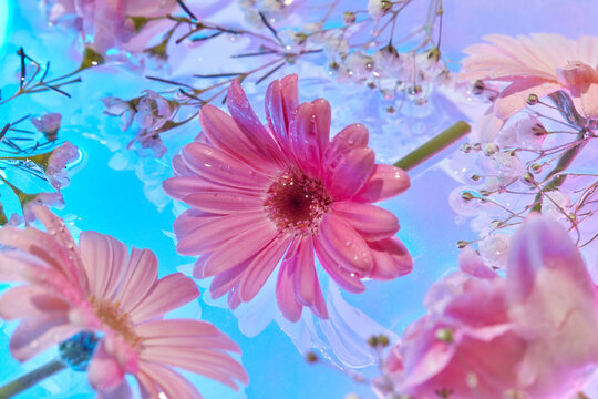 Fresh pink flowers against blue water background, close-up.