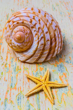 Shell And Starfish