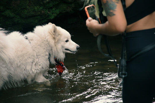 Woman taking photos of her white Samoyed dog in a river