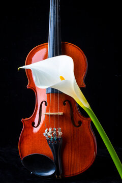 Violin And Calla Lily