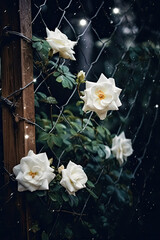 White Roses Blooming on the Fence with Falling Petals, Guided by Fireflies