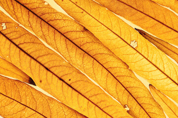 Long thin yellow orange autumn willow leaves as natural textured background, natural texture pattern or ornament from foliage, Fall season botanical fon, beauty of nature, top view, diagonally
