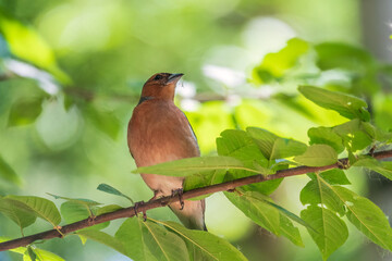 Common chaffinch, Fringilla coelebs, sits on a branch in spring on green background. Common chaffinch in wildlife.