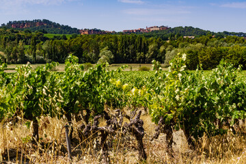 Fototapeta na wymiar Vineyards and Roussillon on horizon, Provence France