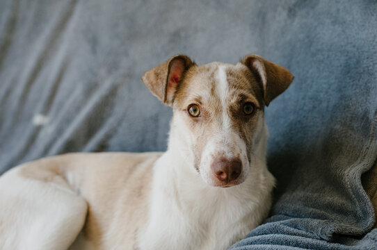 dog portrait