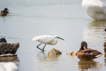The small white heron or Little egret stands in the lake