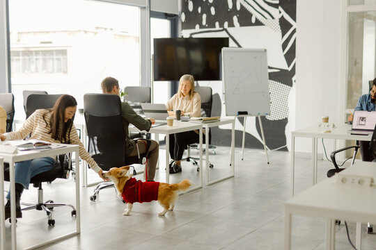 Workspace pet modern enterprise worker friendly