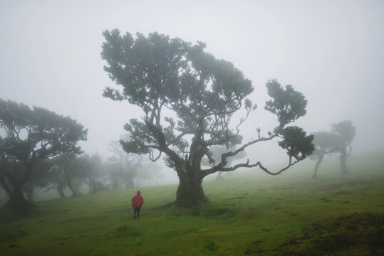 Tourist wandering around foggy Fanal forest in Madeira