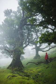 Old laurel forest, stinkwood (Ocotea foetens) in fog
