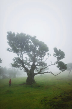 Man walking in the mist in relict Fanal forest