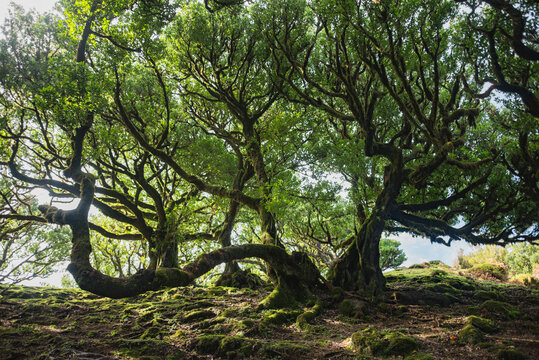 Evergreen laurel Fanal forest filled with sunlight
