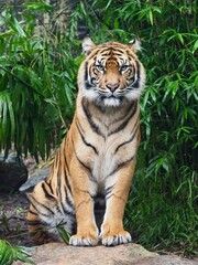 Breathtaking formidable Sumatran Tiger in spectacular beauty.